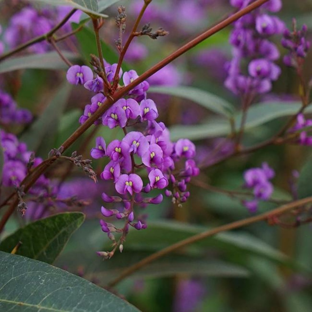 Hardenbergia violacea - glycine australienne 3l - 60/90cm