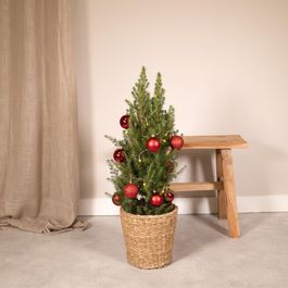 Sapin Boules Rouges Elegant Plante d'intérieur - sapin de noël et ses boules rouges 80cm | Truffaut