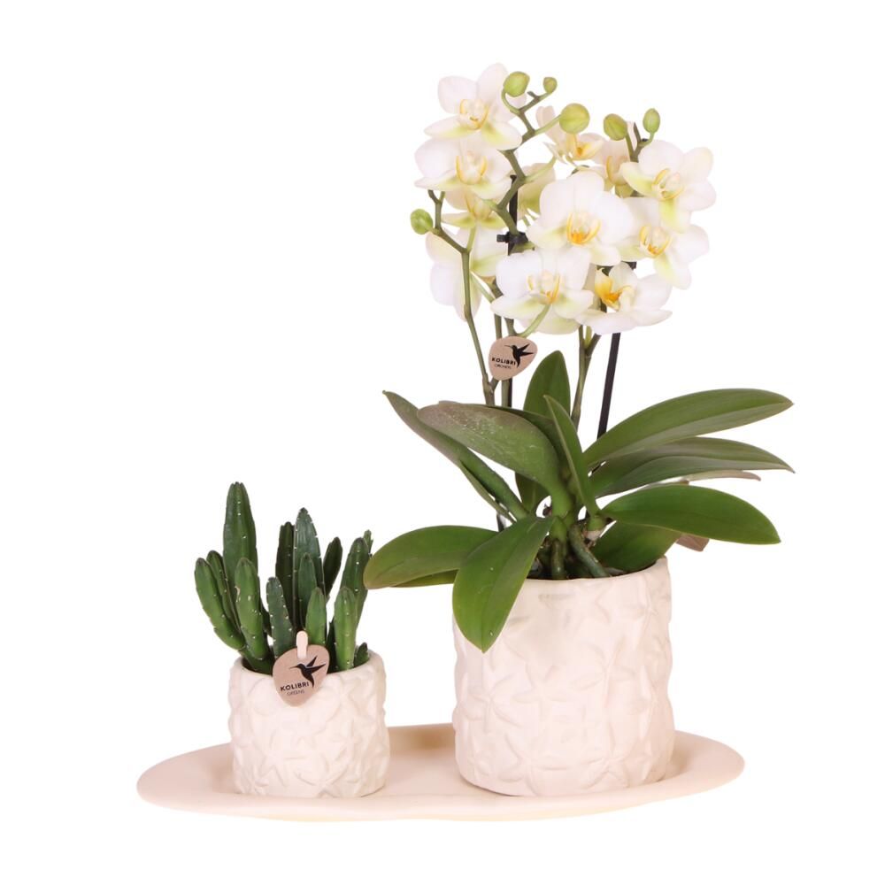 Orchidées colibris | Coffret Optimisme petite pêche | Plante verte avec orchidée Phalaenopsis orange dans des pots décoratifs de bonbons sur un plateau biologique blanc Vente en gros en ligne