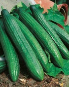 Concombre vert long maraicher - 3 g