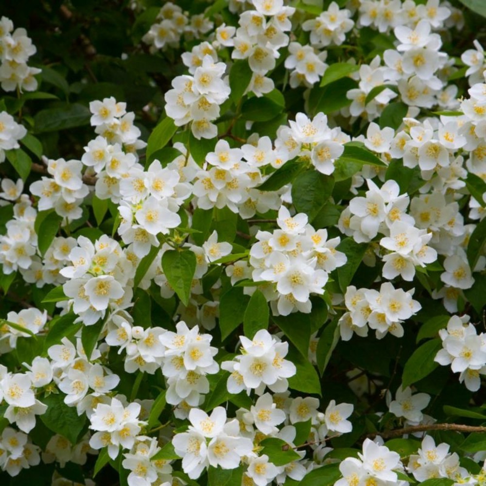 Seringat (Philadelphus Coronarius)