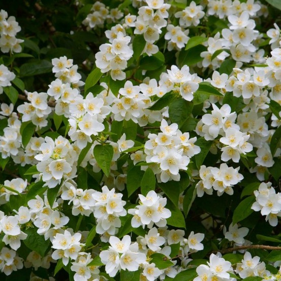 Seringat (Philadelphus Coronarius)