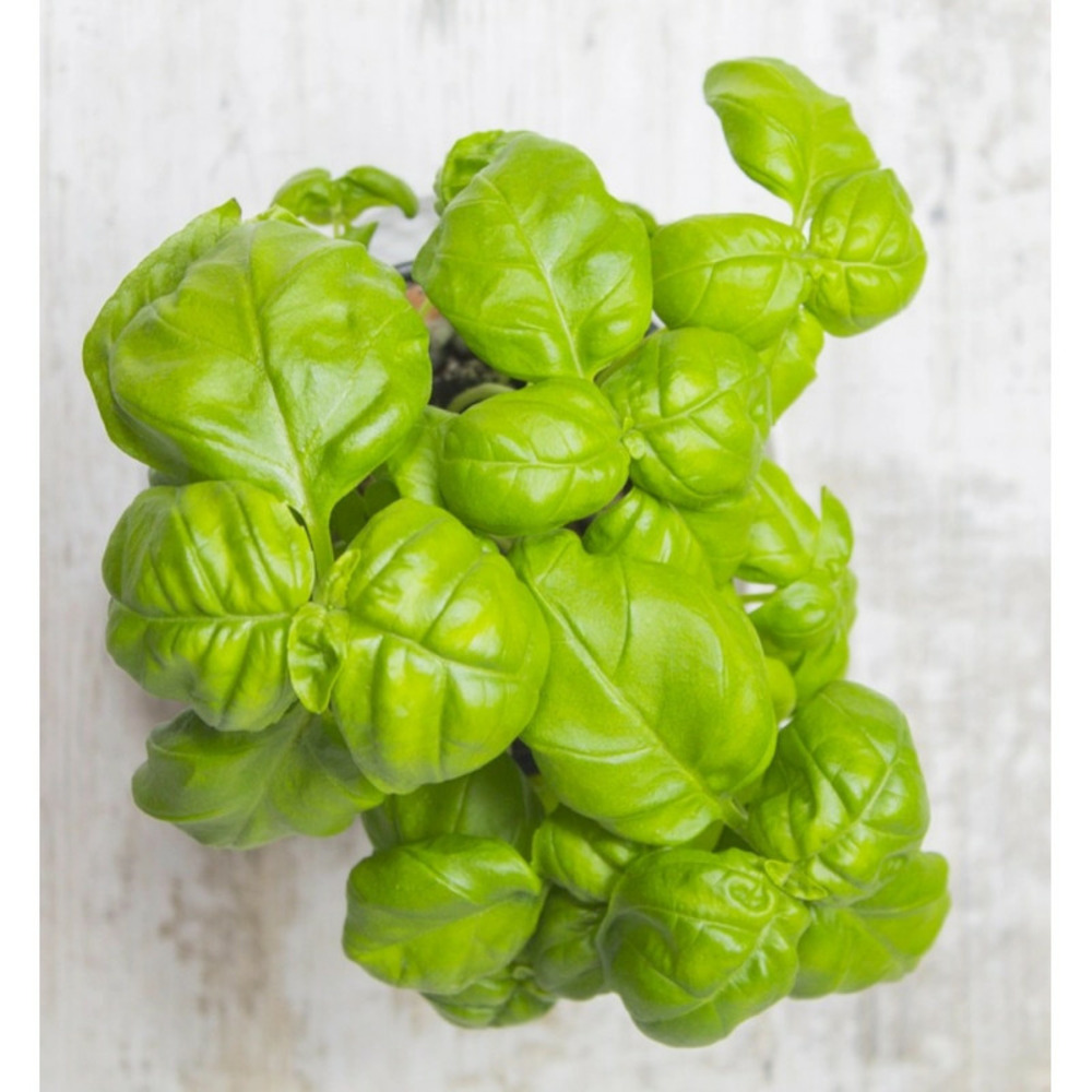 Basilic grand vert - prêt à consommer pot de 1,5l - 10/20 cm