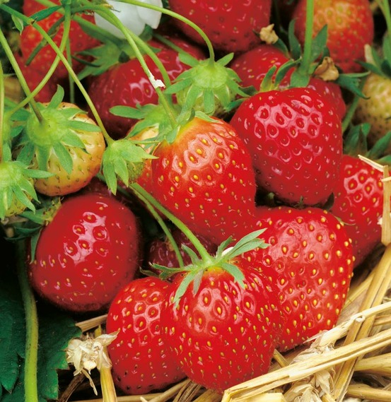 Fraisier surprise des halles - 20 plants