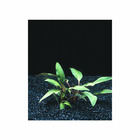 Plante aquatique : Cryptocoryne Wendtii Brown en pot
