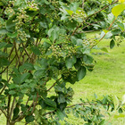 Aronia à fruits noirs, le pot / 3l / hauteur livrée 50-60cm