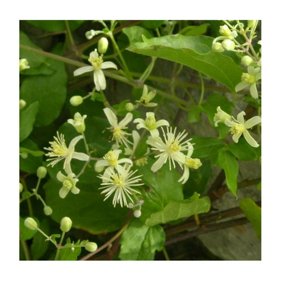 Clématite terniflora pot de 1,5l - tuteur bambou 30/60 cm