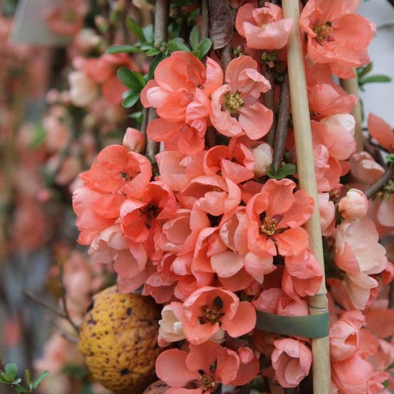 Cognassier du japon 'salmon horizon' pot de 2l/3l