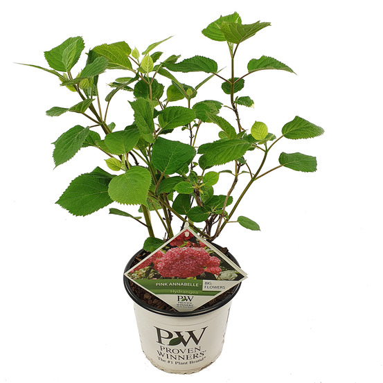Hydrangea pink annabelle - hortensia - rose - plantes de jardin - 40-50 cm de haut - pot 19 cm