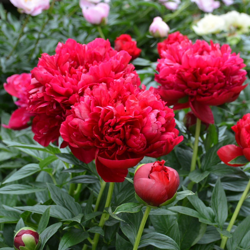 Pivoine de chine 'bockstoce' pot de 3l/4l