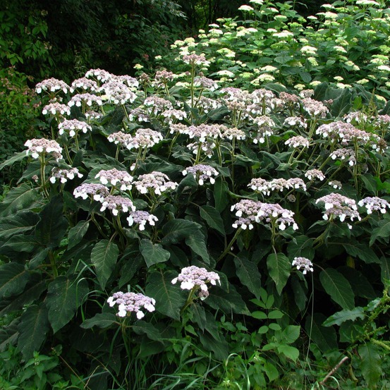Hortensia sargentiana pot de 3l/4l