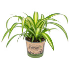 Lys d'herbe - chlorophytum 'hawaiian' chaque - petfriendly - plante d'intérieur ⌀12 cm - ↕25 cm
