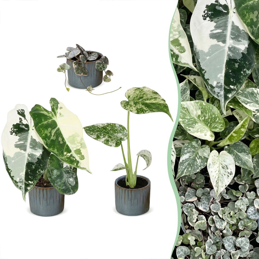 Baby variegata avec cache-pots linnea bleu brume - alocasia, monstera et ceropegia panachés - lot de 3 - pot ø6 cm