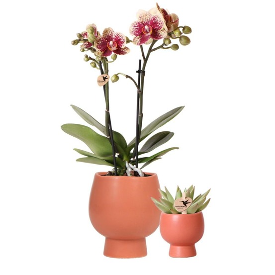 Orchidée orange et succulent miranda avec pots céramiques 35cm - plante d'intérieur