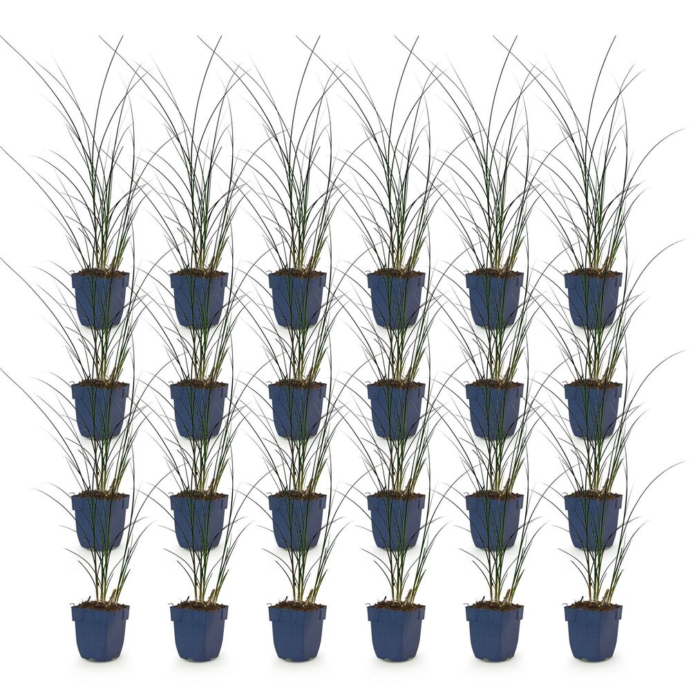 Roseau de chine 'gracillimus' - lot de 24 - pot 11 cm - hauteur 25 cm - plante d'extérieur