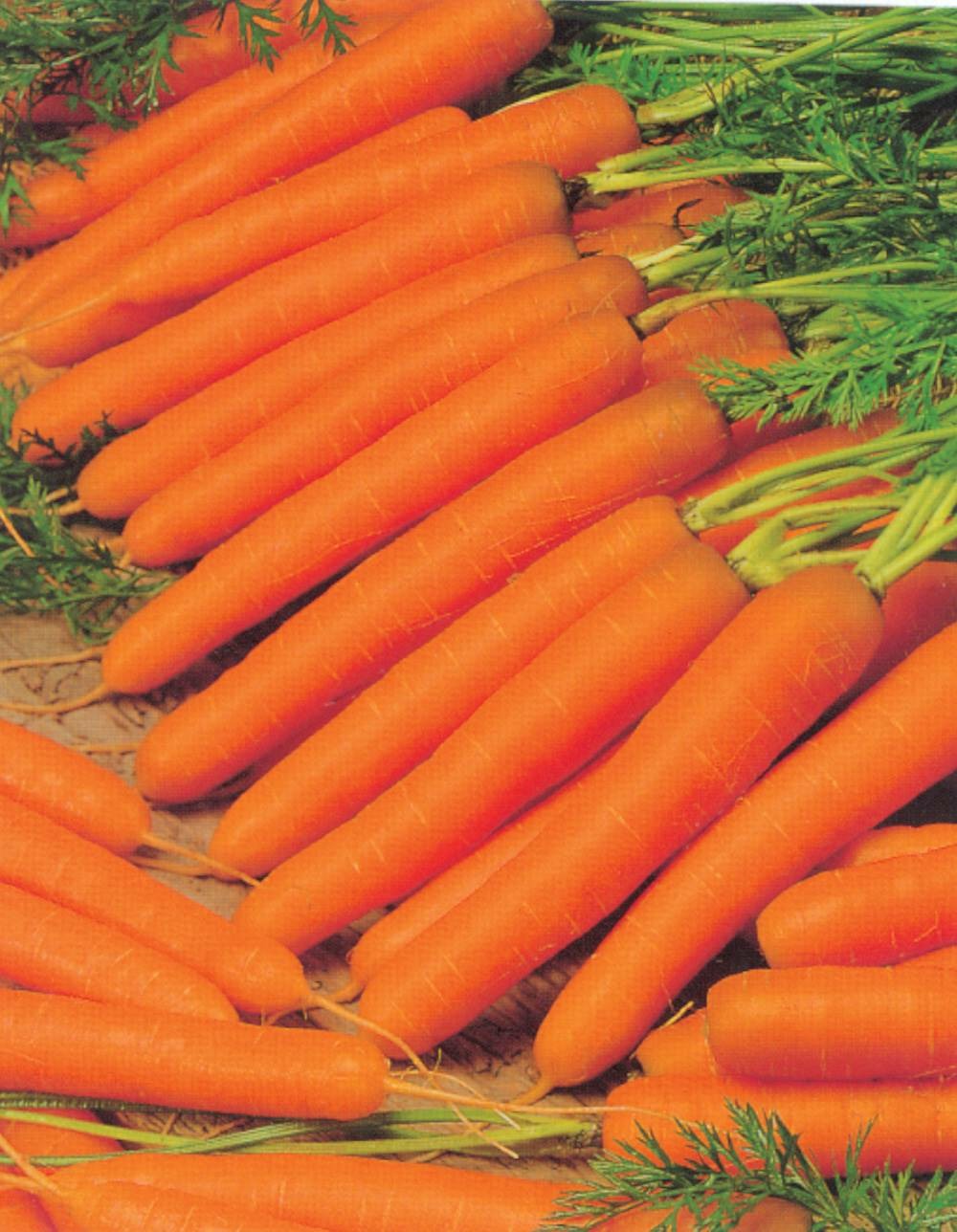 Carotte senior hf1 - 2000 graines