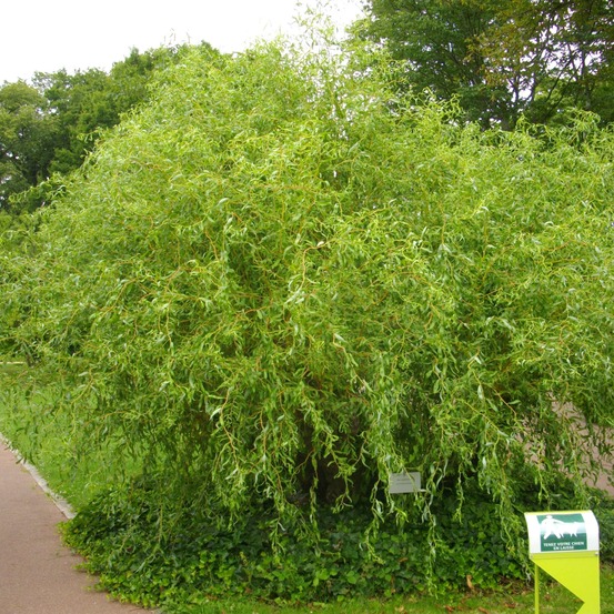 Saule tortueux pot de 3l/4l