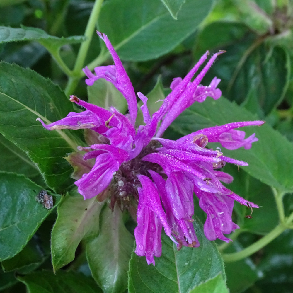 Monarde 'tetraploid ' godet de 8/9 cm