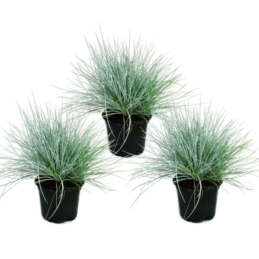 Herbe de fétuque bleue - festuca glauca - set de 3 plantes - pot de 9cm