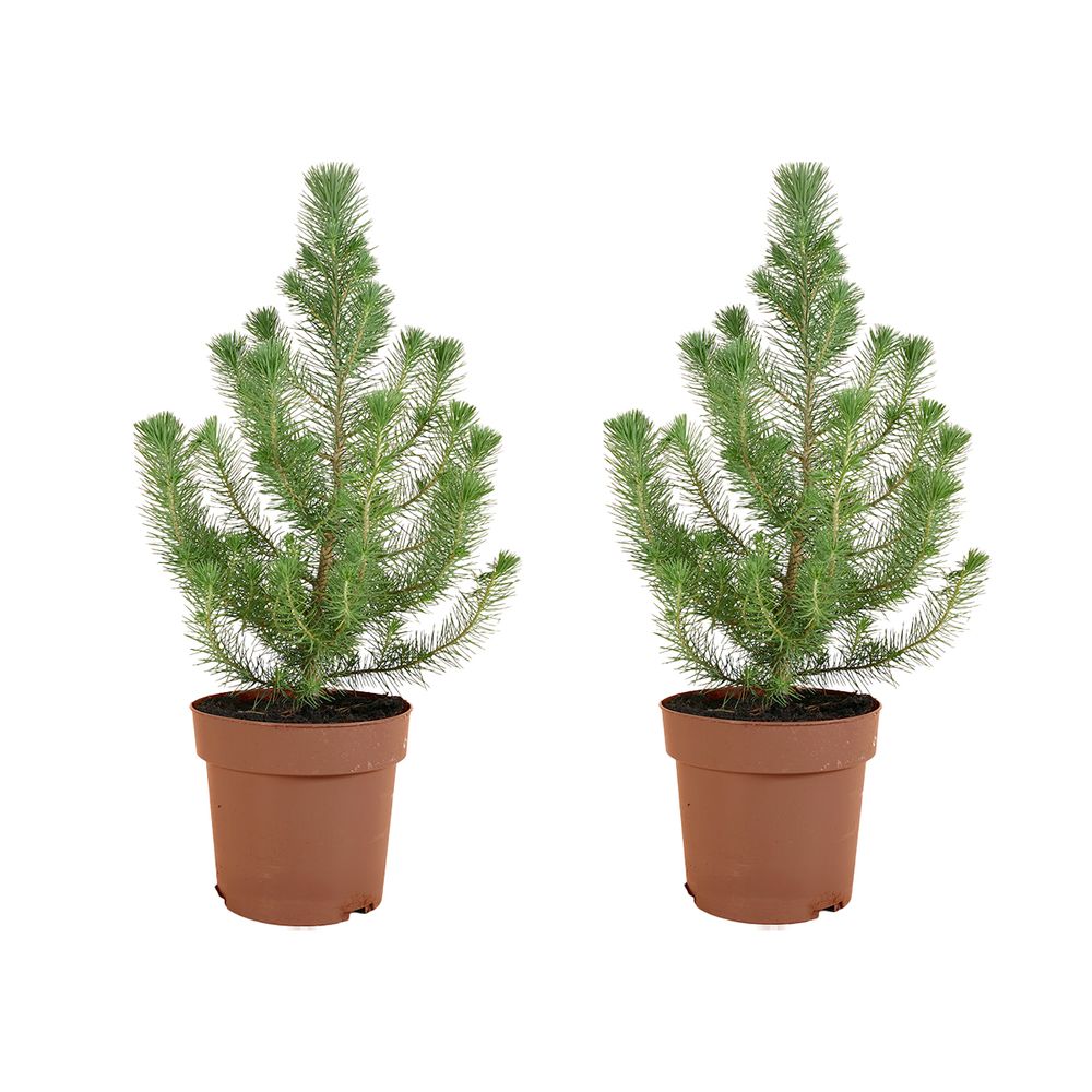 Lot de 2 - pinus pinea silver crest - pin parasol - sapin - pour intérieur et extérieur - rustique