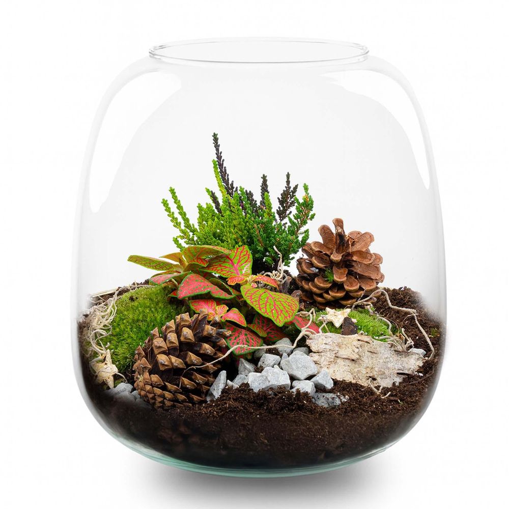 Kit terrarium de noël fermé avec fittonia, bruyère et décorations, bocal en verre ø 19 cm - terrarium diy