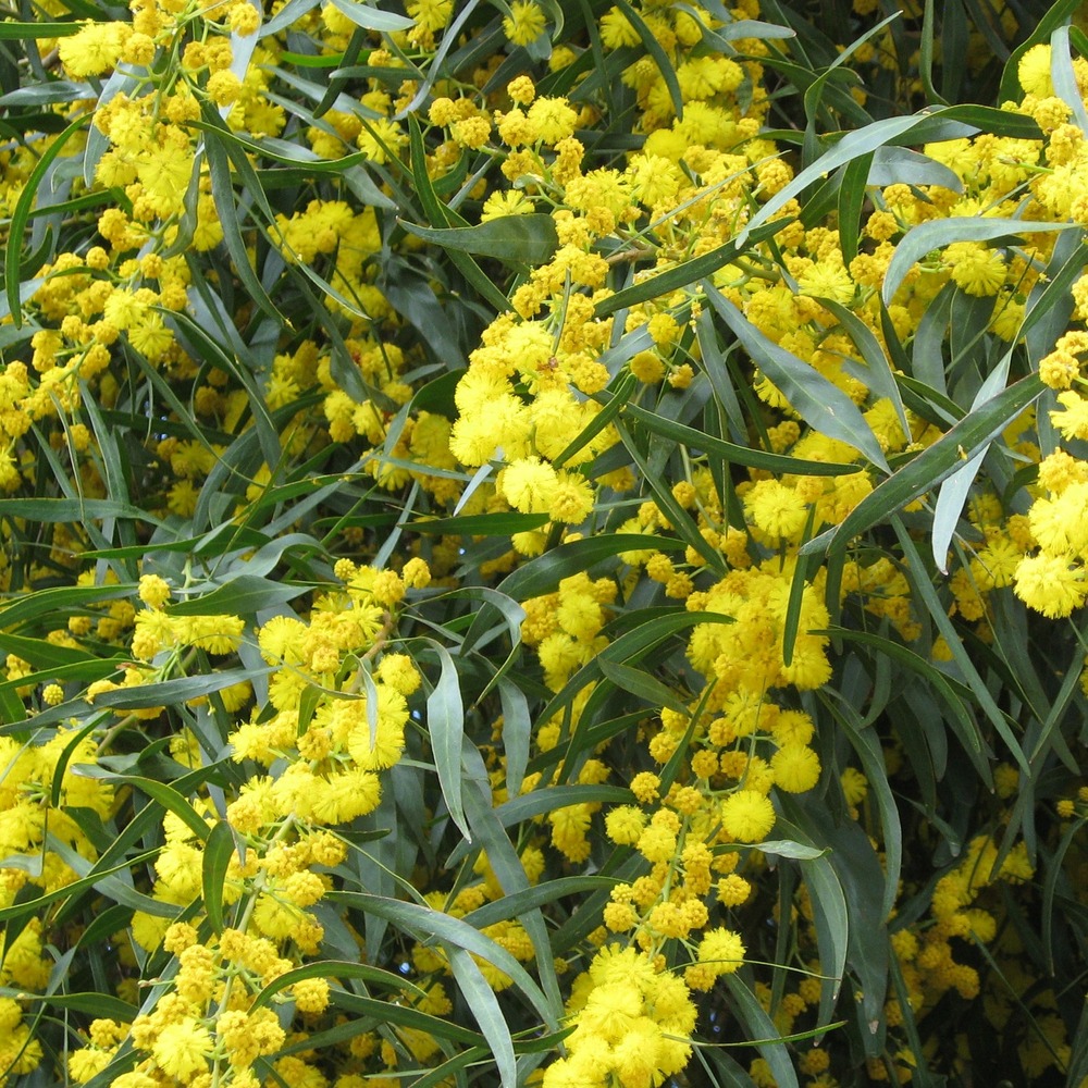 Mimosa des 4 saisons - le pot / ø 9cm / hauteur livrée 20-50cm, vendu par lot de 2