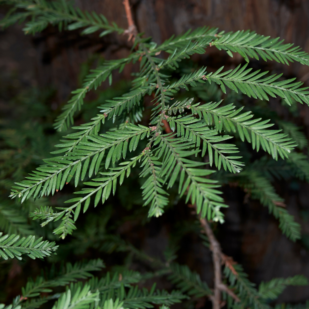 Séquoia à feuilles d'if - sequoia sempervirens 50/60 cm pot 2,5l