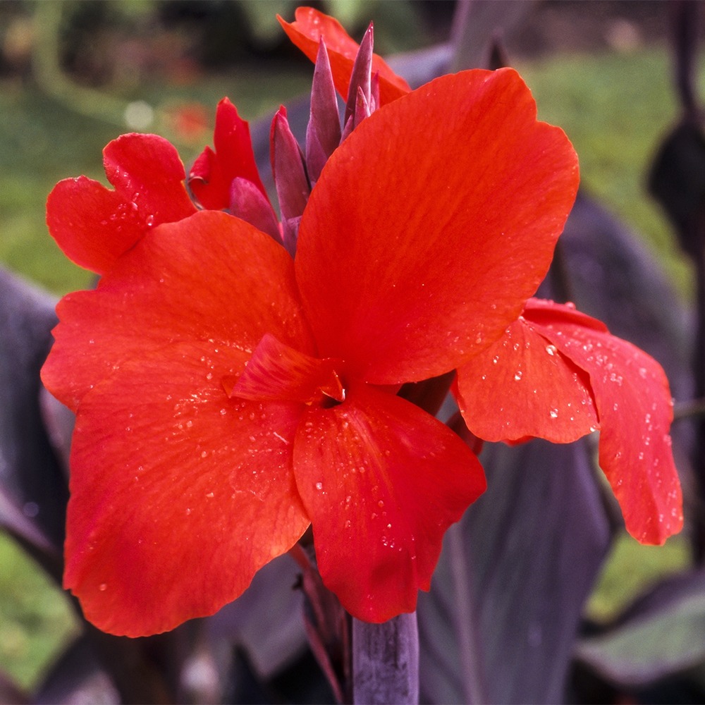 Canna 'red wine' bulbe calibre i (par 3)