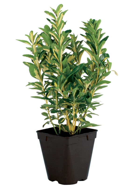 Fusain panache pot 1 l