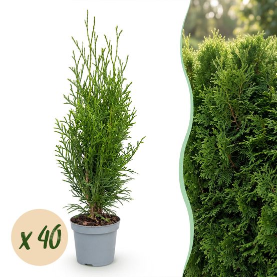 Thuya smaragd - lot de 40 - pot 9 cm - hauteur 20-30 cm - plante d'extérieur