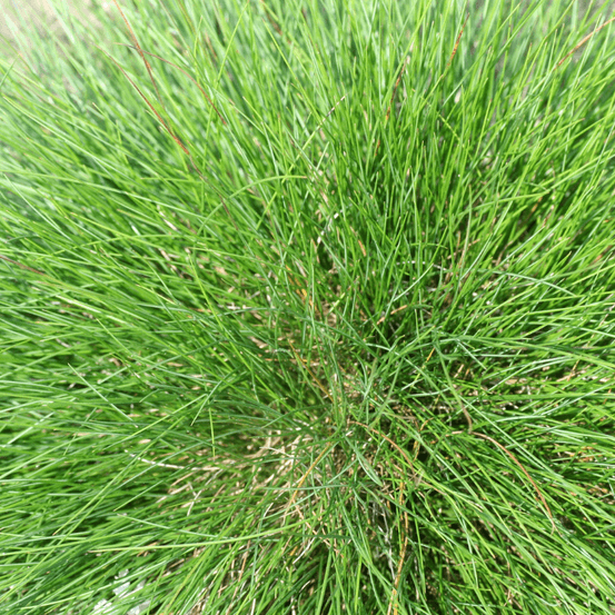Fétuque de latlas - festuca mairei 40/50 cm godet 9cm