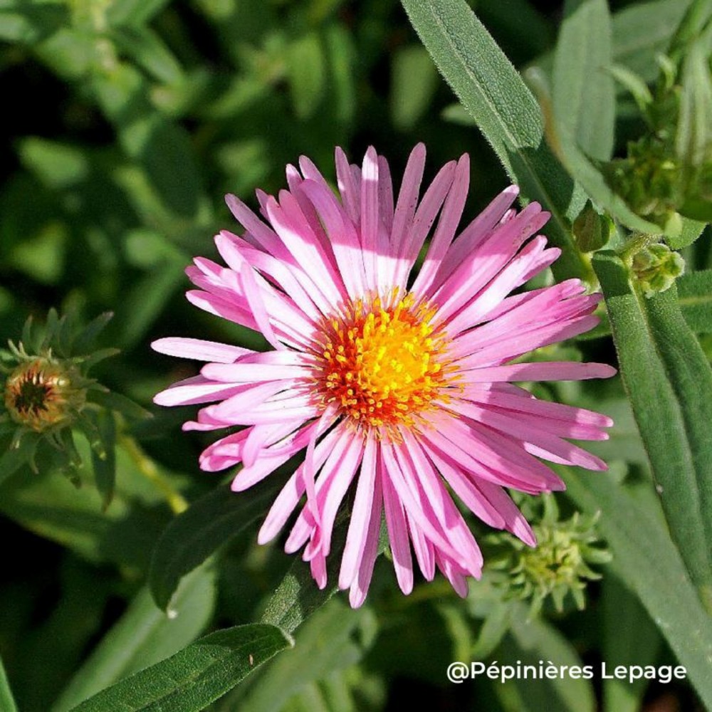 3 asters de nouvelle-angleterre 'rosa sieger' (asters novae-angliae 'rosa sieger')