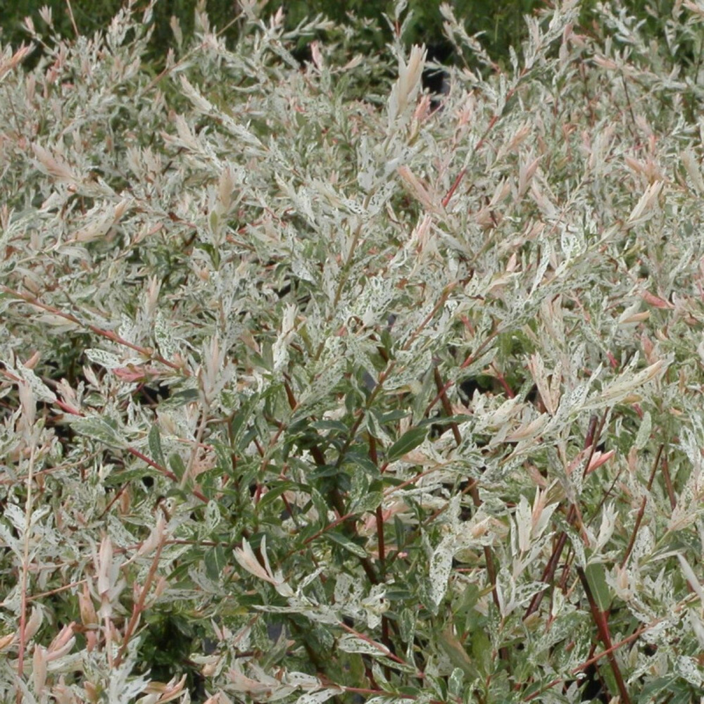 Saule crevette hakuro nishiki, salix pot de 1,5l - 20/50 cm