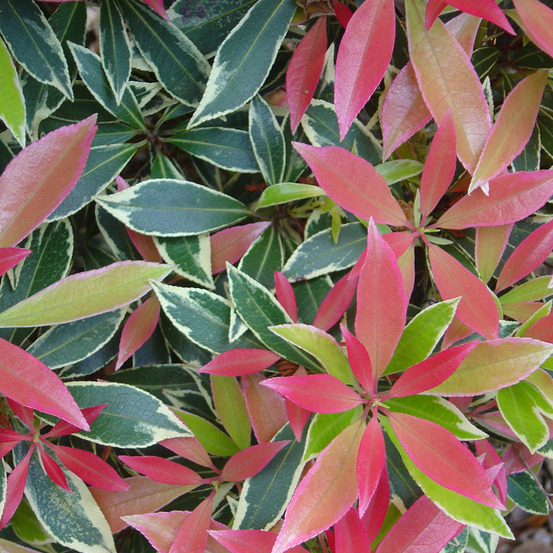 2 x andromède 'flaming silver' - pieris 'flaming silver' - 20-30 cm pot