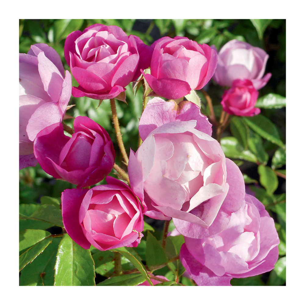 Rosier amoureuse de fontenay- le- comte® eveblush racines nues