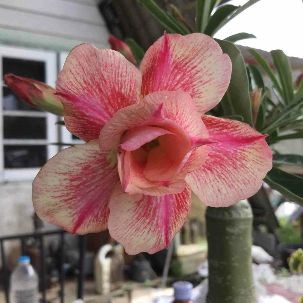 Adenium obesum cv.sai thong2 couleur floraison:blanc et rose - caudex d'environ 300g 20/25cm