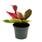Mini plante - hoya flaming dream - fleur de porcelaine à pétales rouges - fleur de cire - baby-plant - pot 6,5cm