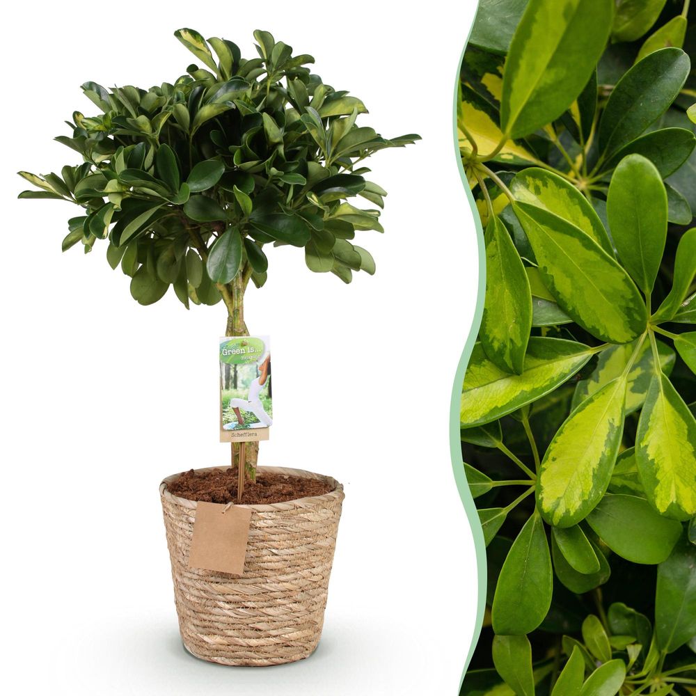 Schefflera gold capelle - pot de 21cm - hauteur 70-81cm - plantes d'intérieur