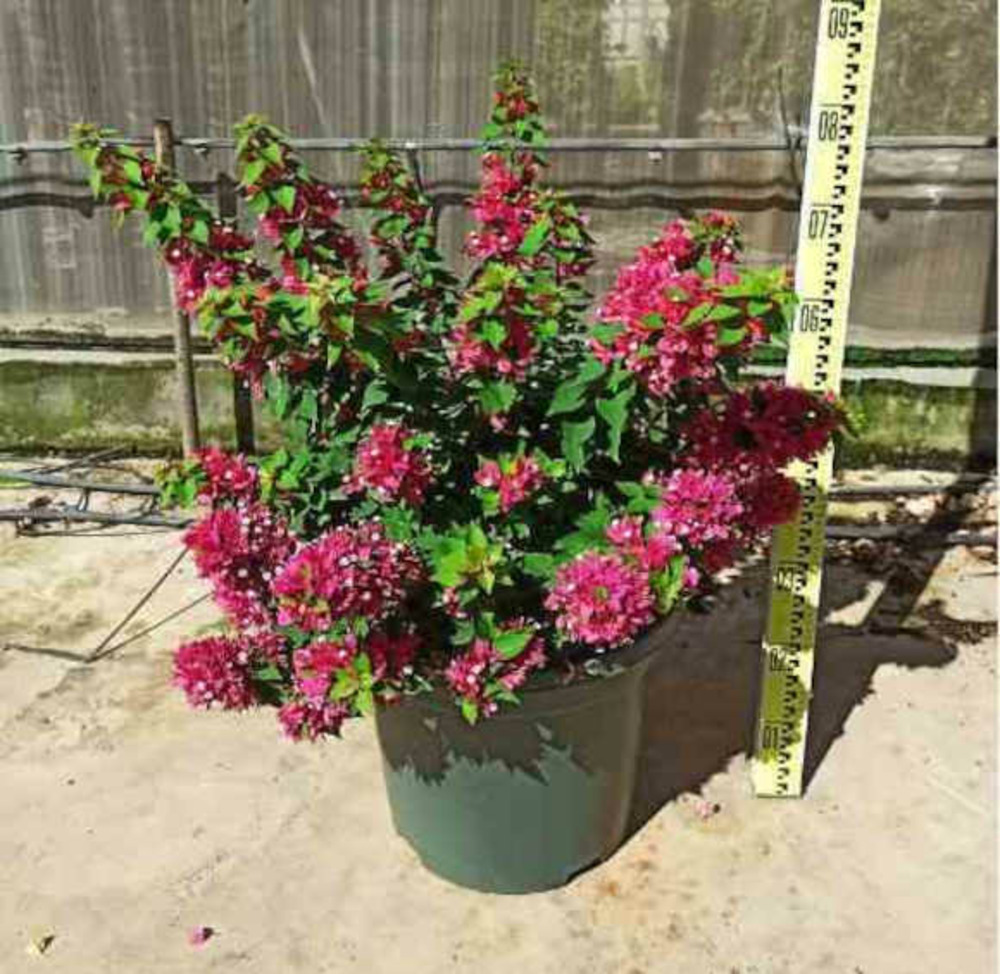 Bougainvillier bougainvillier 'mini thai' (bougainvillier nain) pot de 25l - boule - 50/60cm