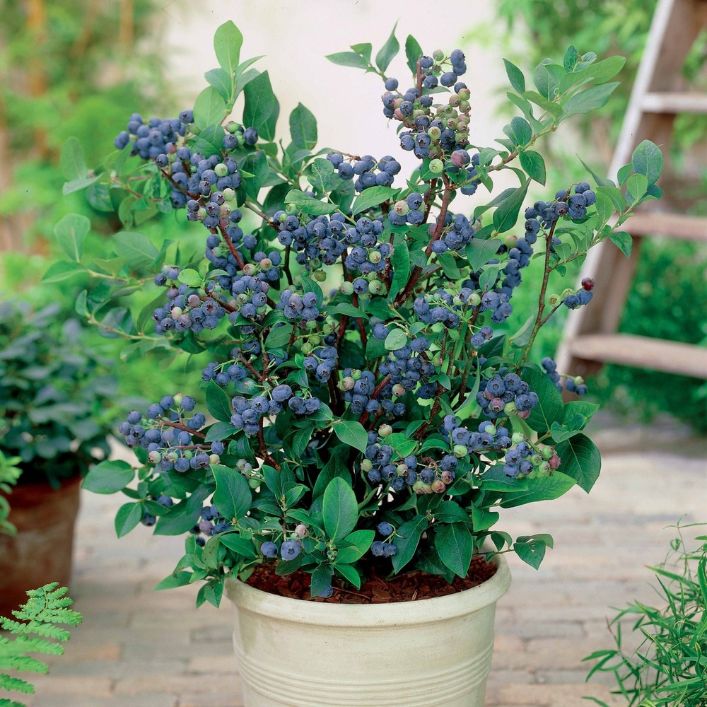 Myrtillier top hat - le pot / ø 9cm / hauteur livrée 15-20cm