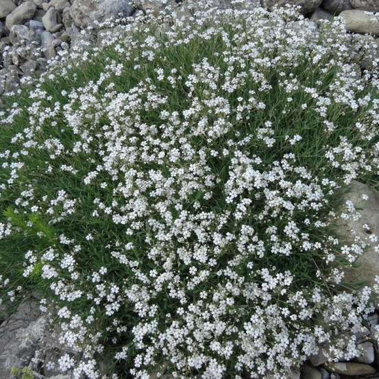 Gypsophile rampante godet - 5/20 cm