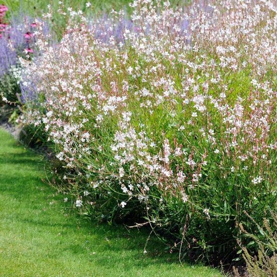 Gaura lindheimeri - gaura - plantes de jardin - sans danger pour les animaux - hauteur 10-20 cm