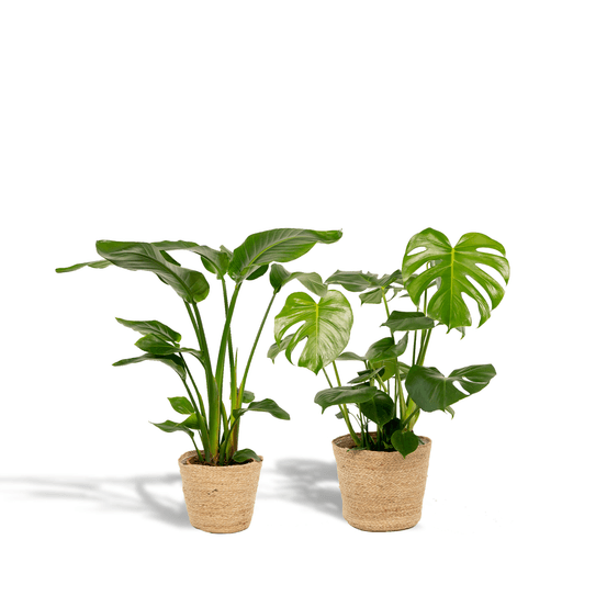 Strelitzia nicolai - + monstera deliciosa - + panier selin