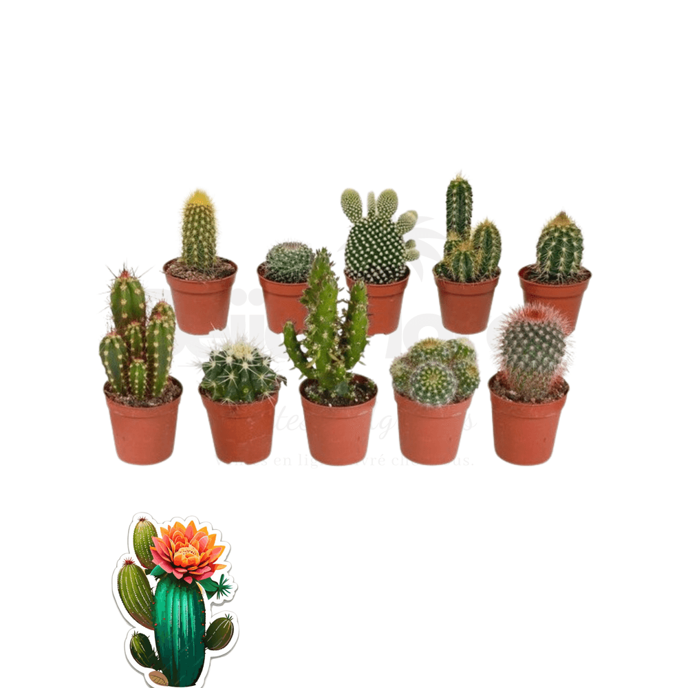 Cactus mélange de 10 pots h-7/15cm