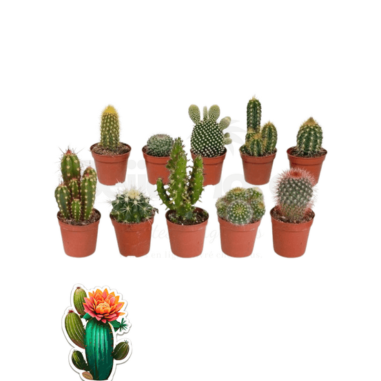Cactus mélange de 10 pots h-7/15cm