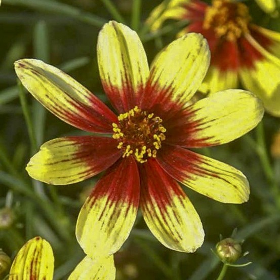 Coréopsis à feuilles en aiguilles 'bengal tiger' godet de 8/9 cm