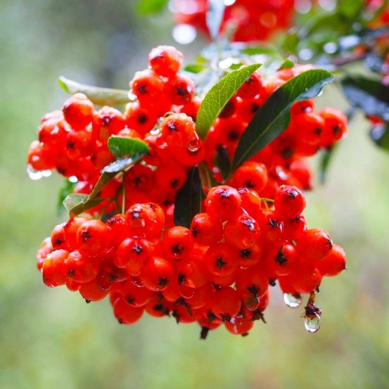 PYRACANTHA V ROUGE GF H13A25-(766583)