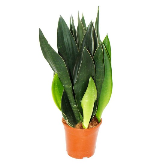 Sansevieria trifasciata