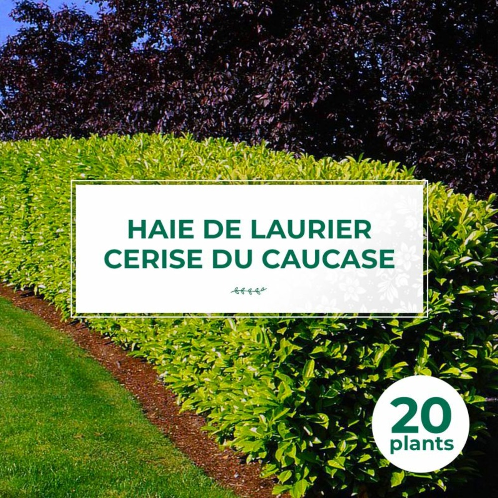20 lauriers cerise du caucase (prunus laurocerasus caucasica) - haie de laurier cerise du caucase