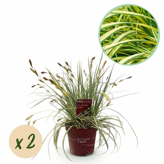 Carex oshimensis evergold – lot de 2 – pot 17 cm – hauteur 50 cm